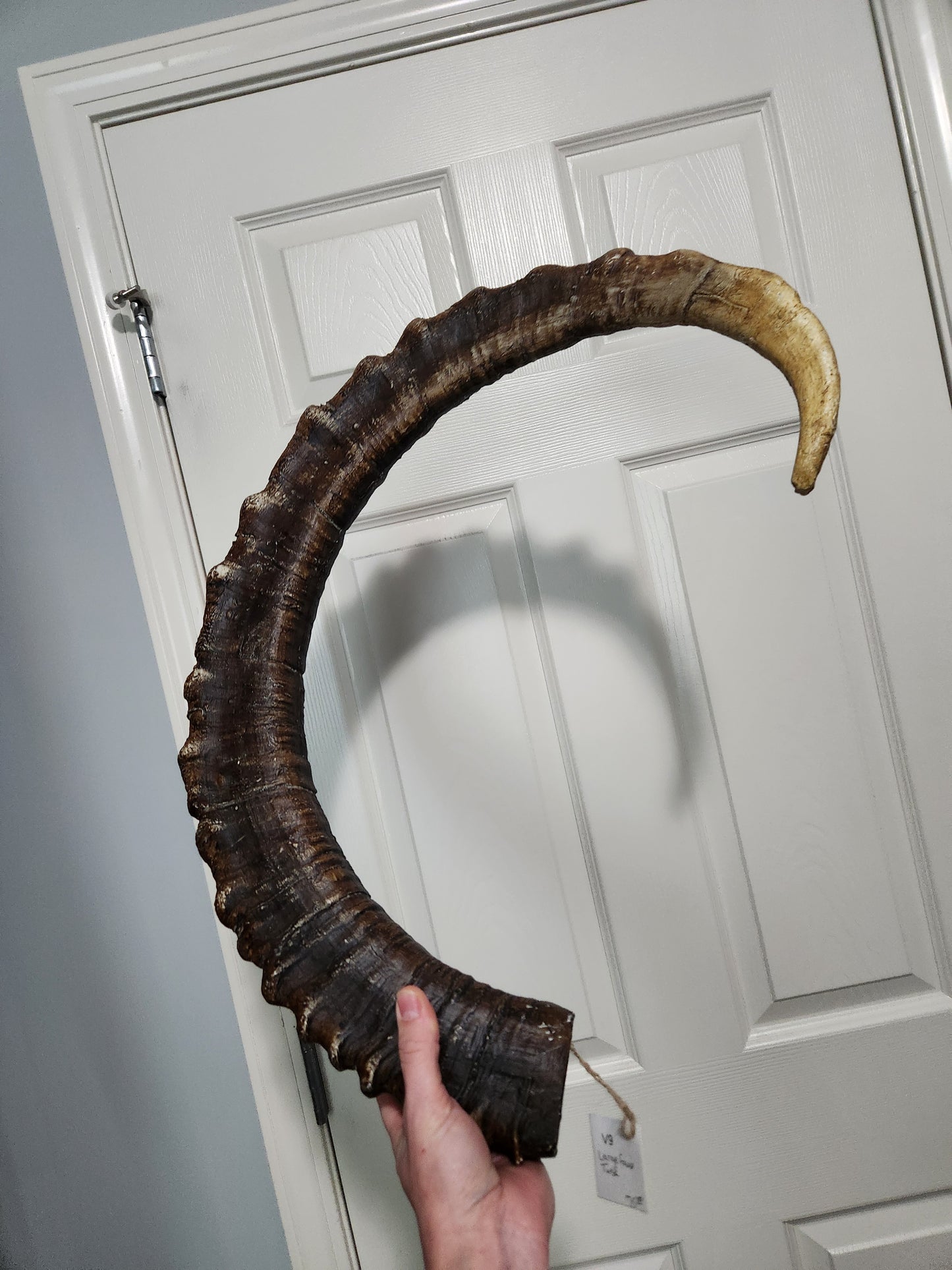 Faux Ram Horn for Jess