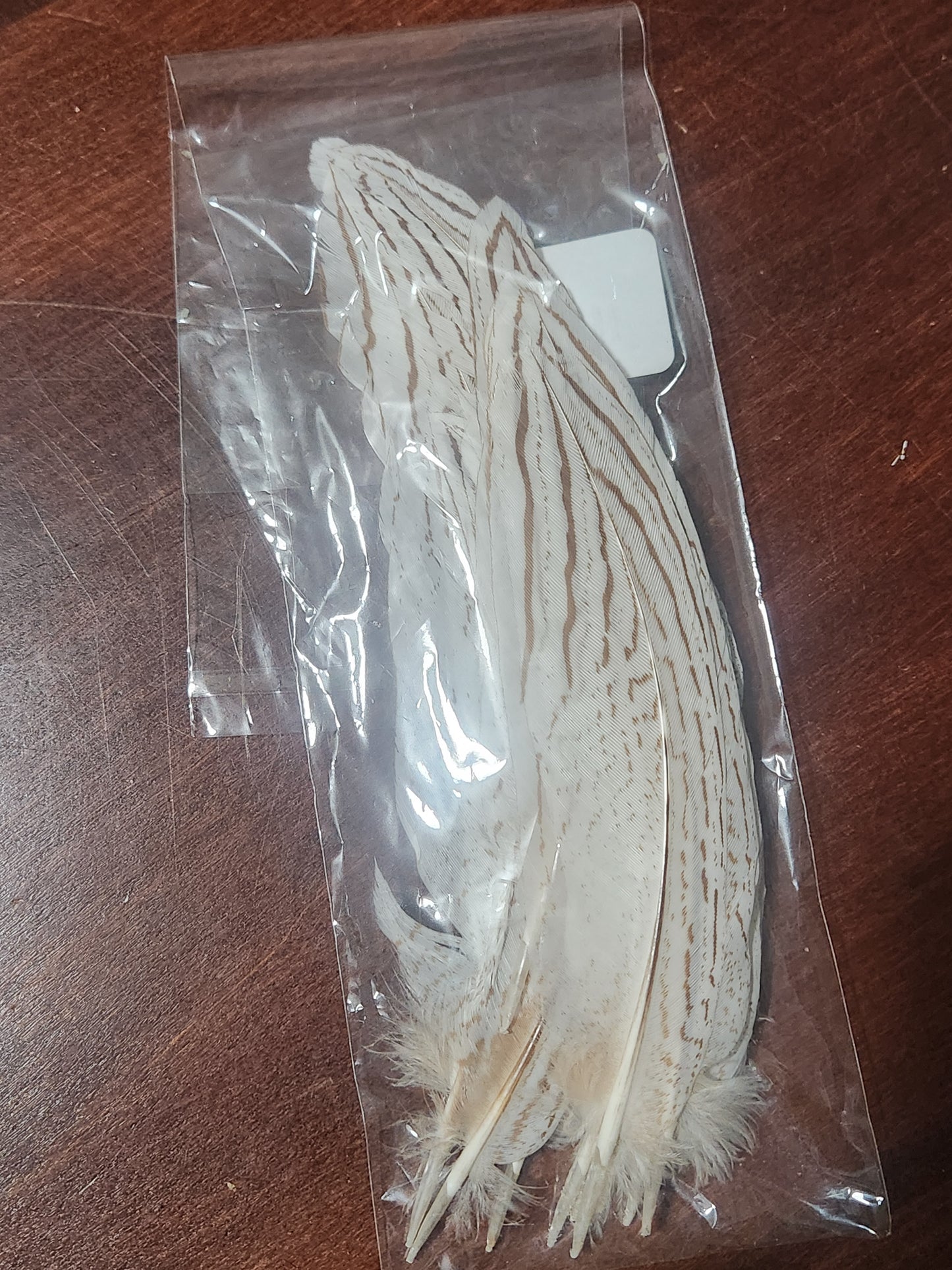 Silver Pheasant Feathers