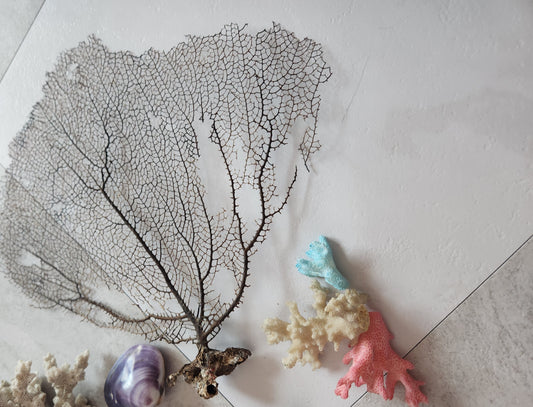 Large fan and red/white/blue coral