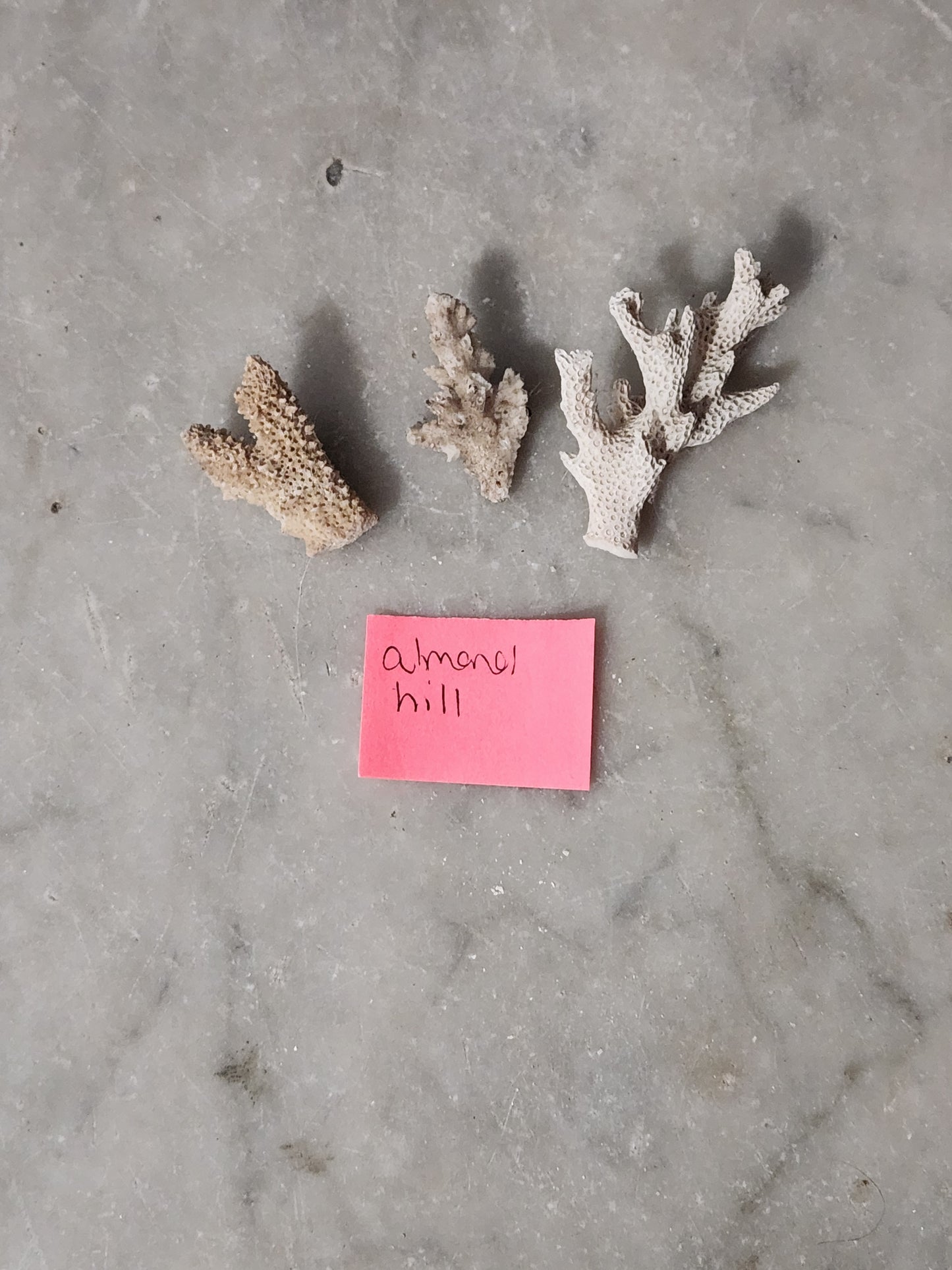 Minis for almond hill