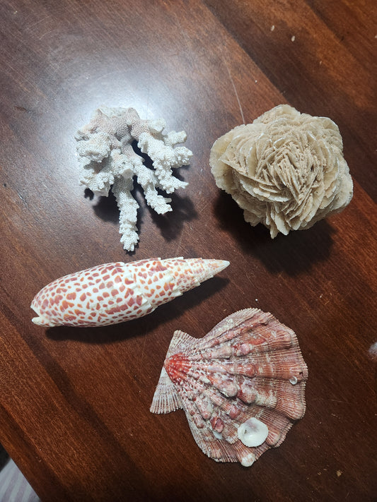 Shells and coral for Heather