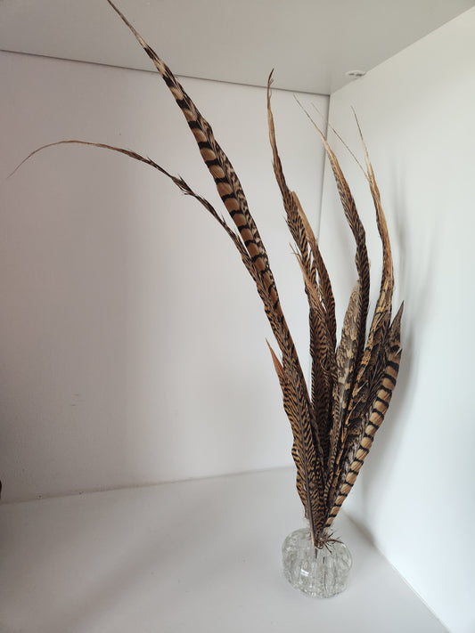 Ringneck Pheasant Tail feathers