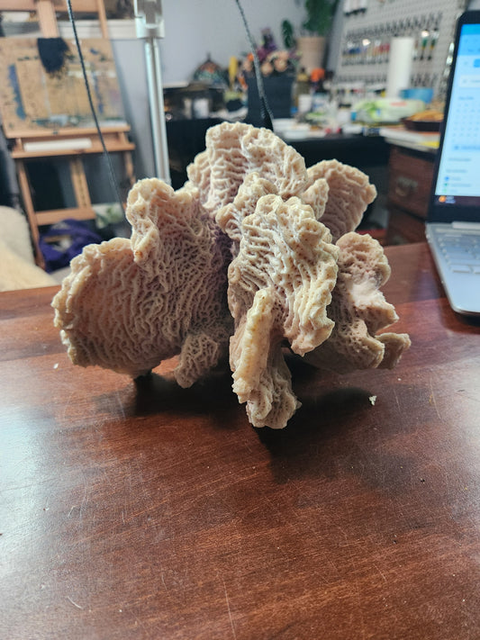 Coral