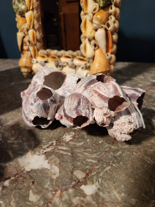 Purple Barnacle Cluster