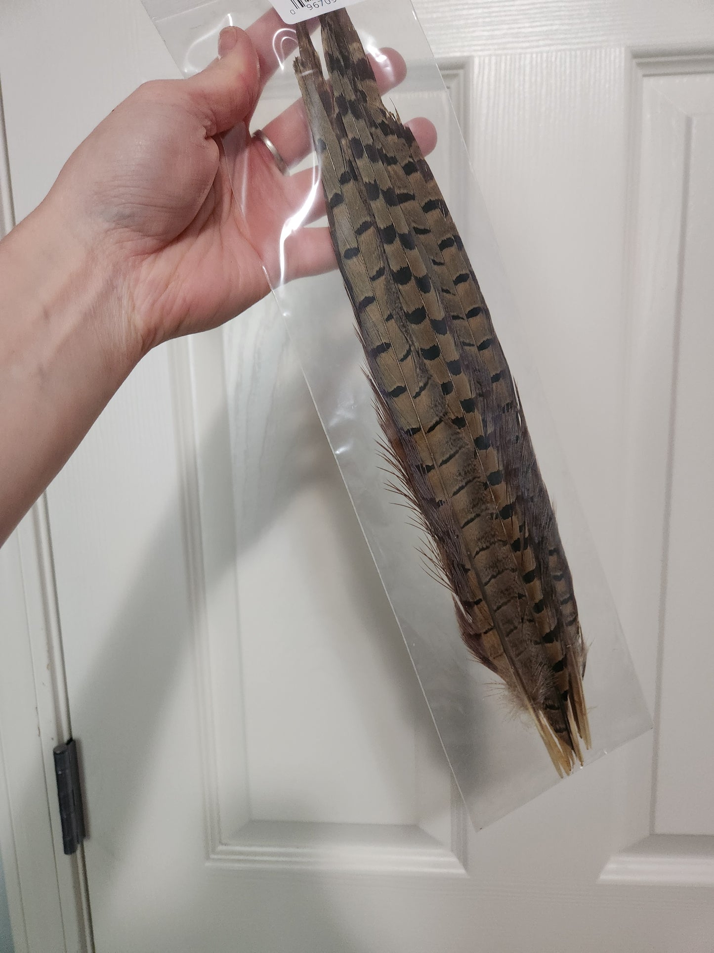 Pheasant Feathers for Nancy
