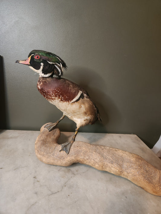 Beautiful taxidermy wood duck