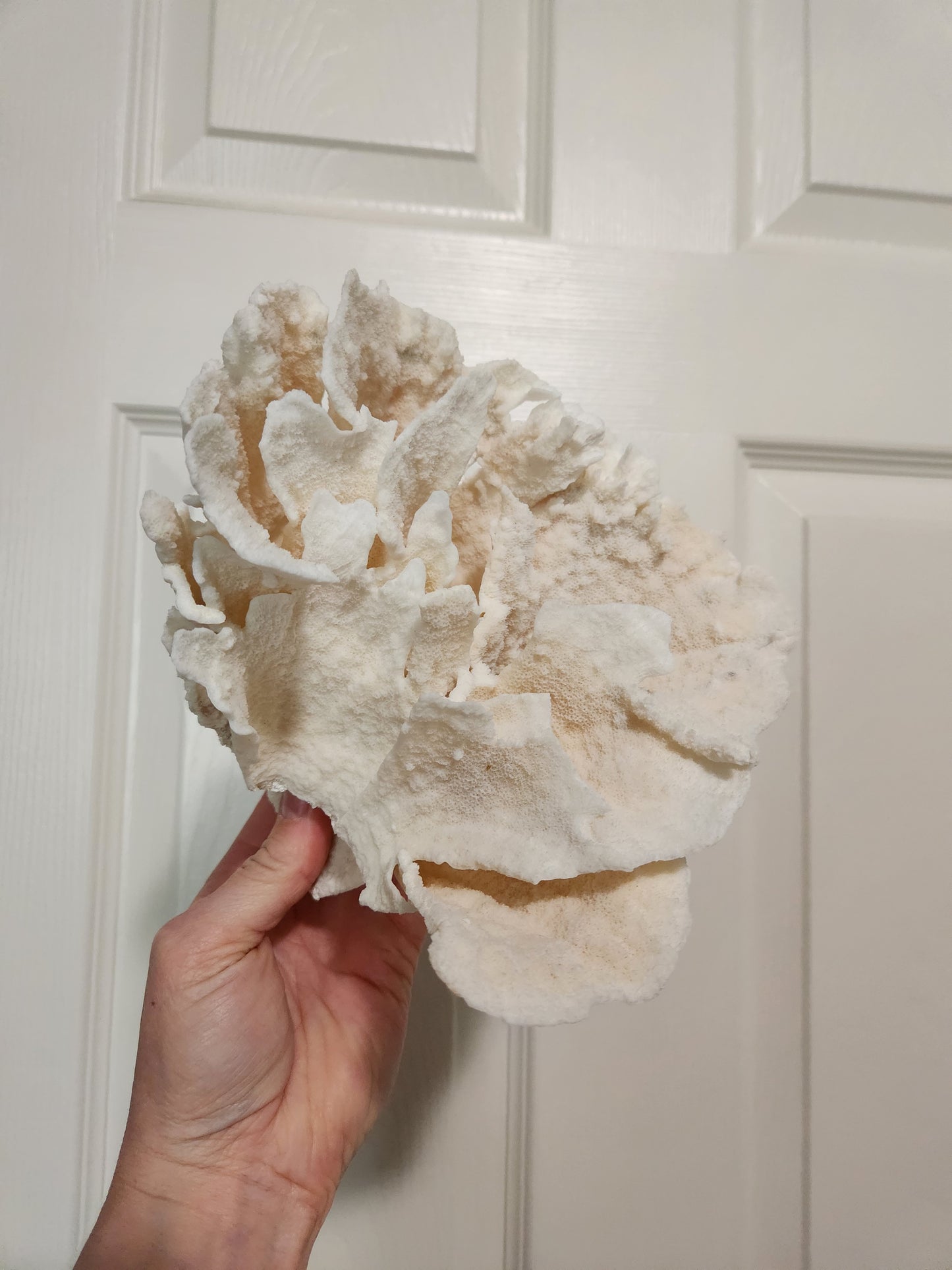 Cup coral for Jane
