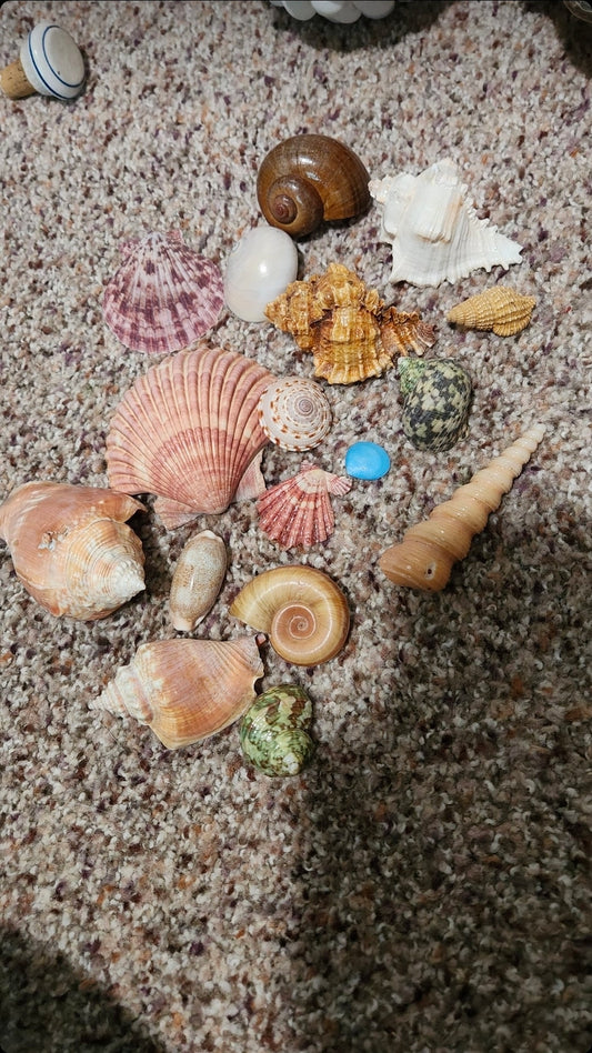 Shells for Sonal