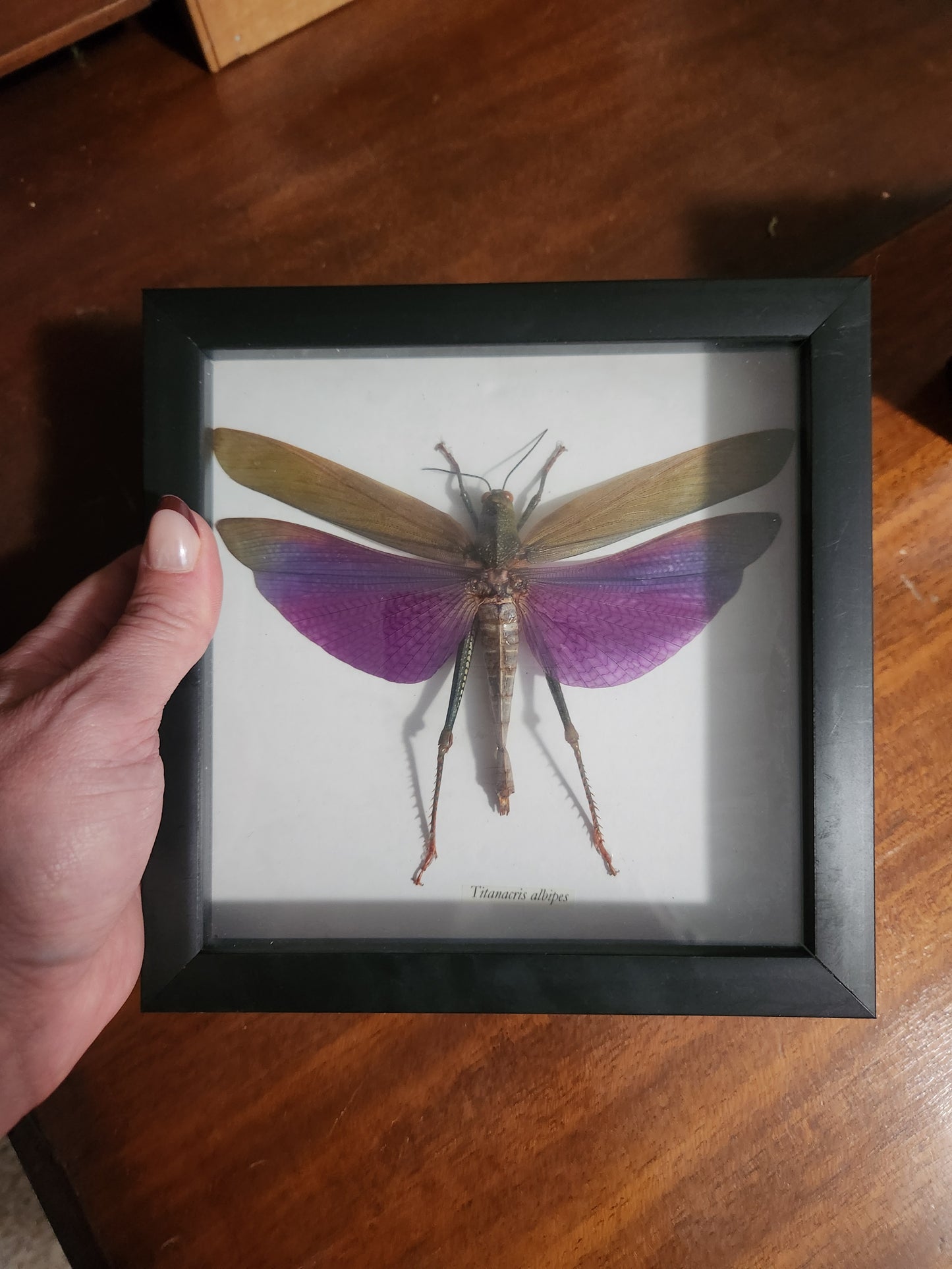 Taxidermy bug for Jane S
