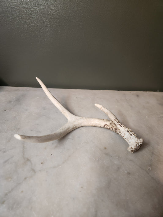Shed Antler