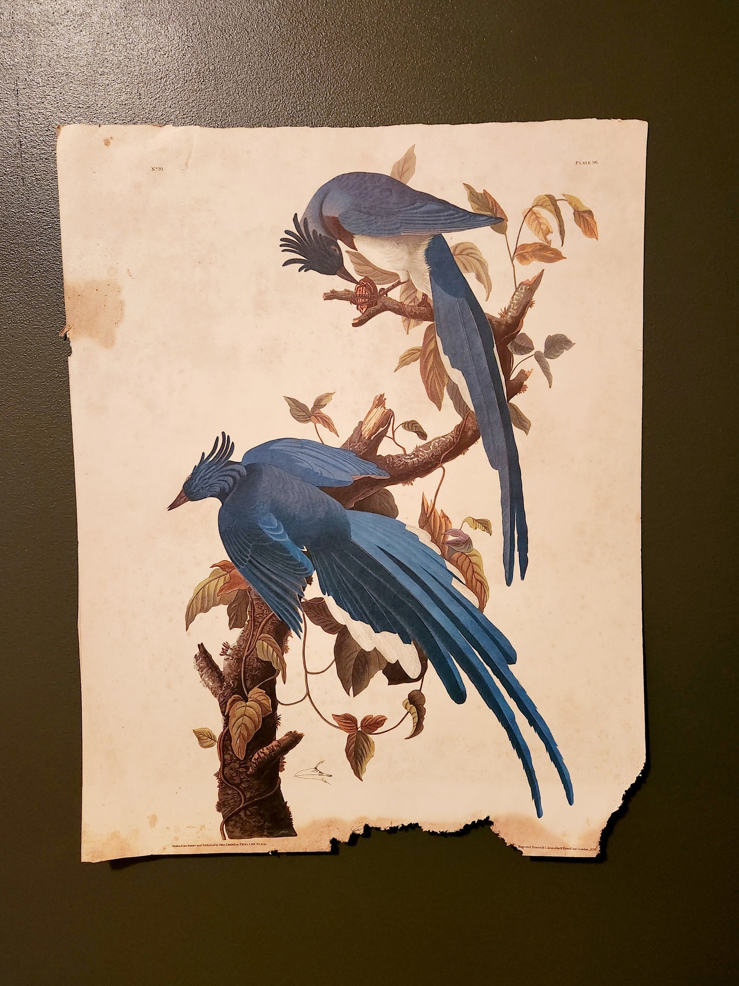 John James Audubon Colombian Blue Jay Print