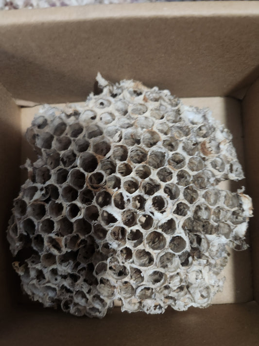 Bee nest for noweta