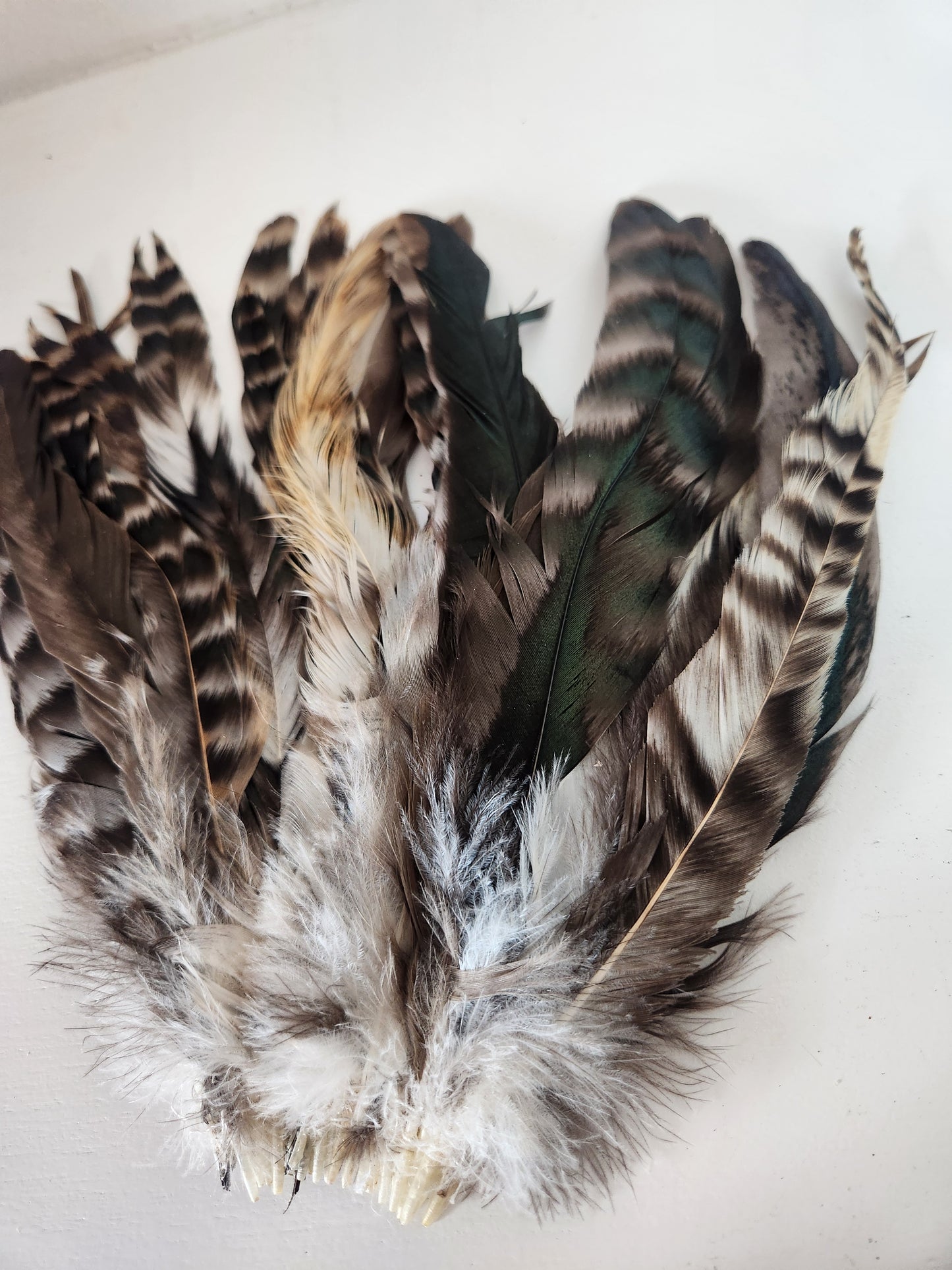 Chinchilla Rooster Coque Tails