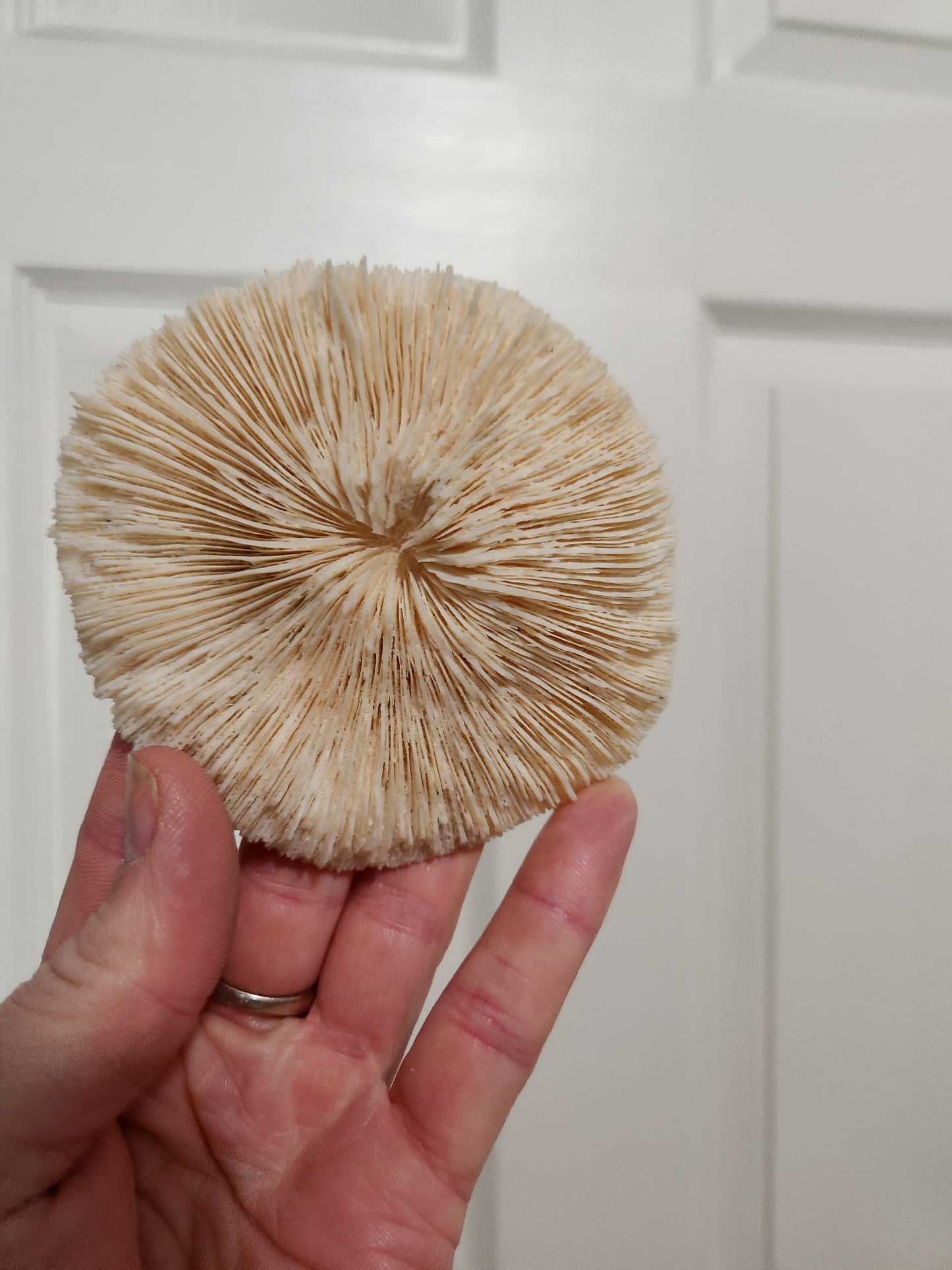 Mushroom coral for jess