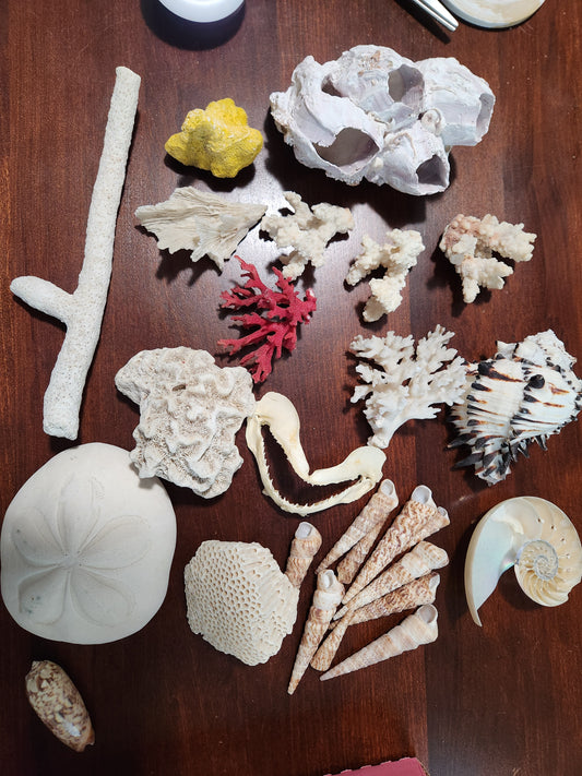 Shells for noweta