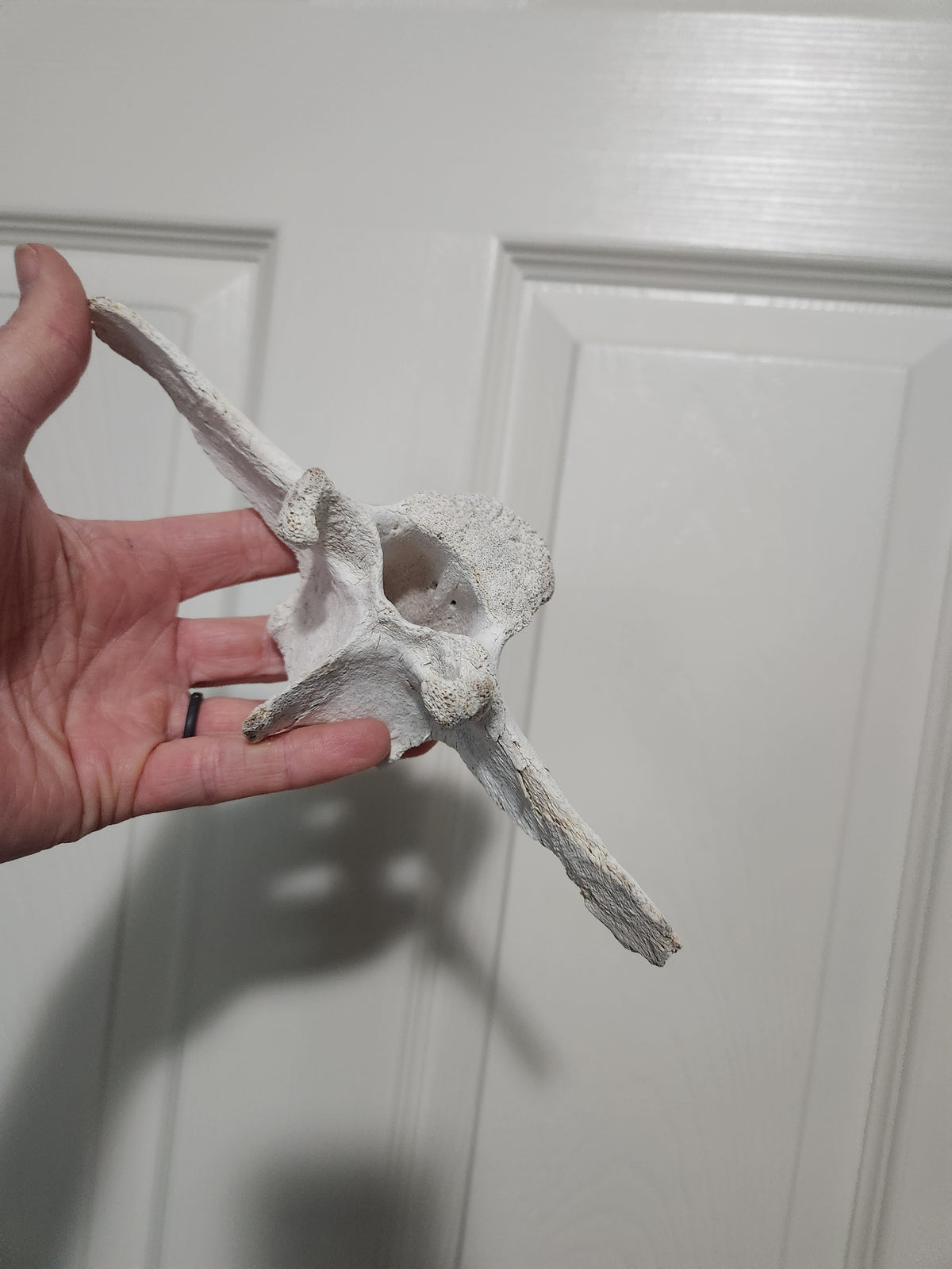 Vertebrae for Kristy